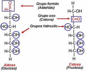 Grupos funcionales esteroides